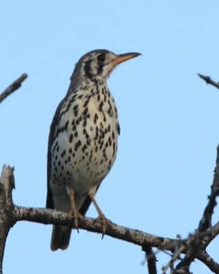 Drozd kroplisty - Psophocichla litsitsirupa - Groundscraper Thrush