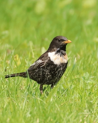 Drozd obrożny - Turdus torquatus - Ring Ouzel