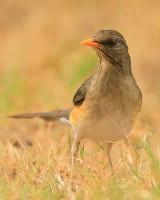 Drozd żółtodzioby - Turdus pelios - African Thrush