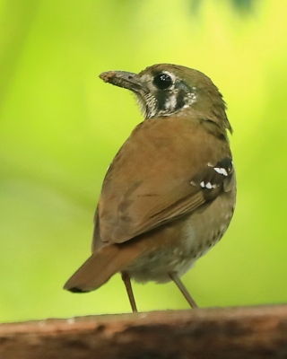Drozdaczek plamoskrzydły - Geokichla spiloptera - Spot-winged Thrush
