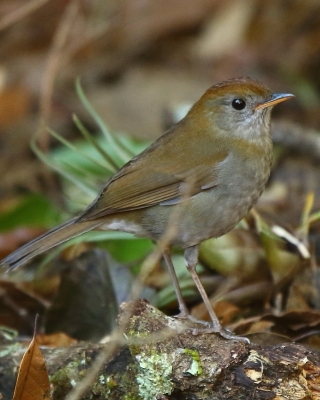 Drozdek rdzawogłowy - Catharus frantzii - Ruddy-capped Nightingale-Thrush