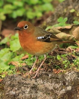 Drozdoń okularowy - Geokichla piaggiae - Abyssinian Ground Thrush