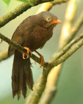 Dżunglotymal cejloński - Turdoides rufescens - Orange-billed Babbler