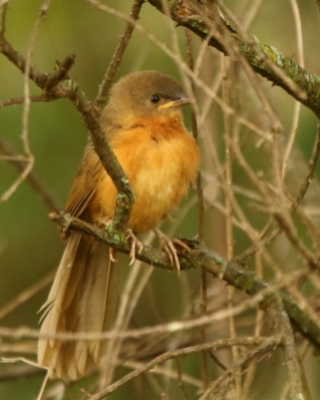 Dżunglotymal rdzawy - Argya rubiginosa - Rufous Chatterer