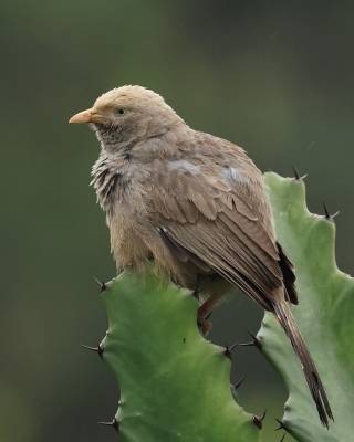 Dżunglotymal żółtodzioby - Argya affinis - Yellow-billed Babbler