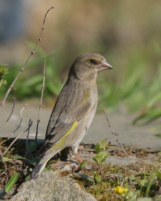 Dzwoniec - Chloris chloris - Greenfinch