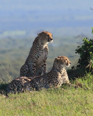 Gepard grzywiasty - Acinonyx jubatus - Cheetah