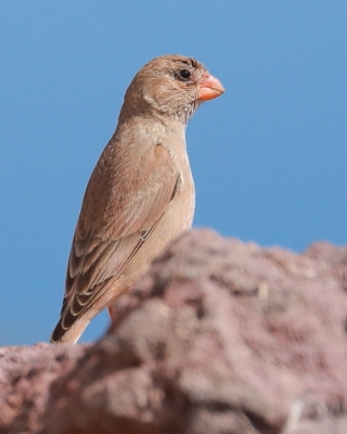 Gilak pustynny - Bucanetes githagineus - Trumpeter Finch