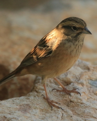Głuszek - Emberiza cia - Emberiza cia - Rock Bunting