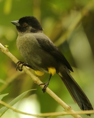 Goleńczyk ciemny - Pselliophorus tibialis - Yellow-thighed Finch