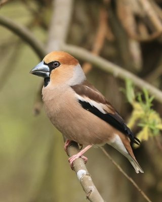 Grubodziób - Coccothraustes coccothraustes - Hawfinch