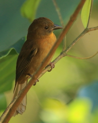 Habia czerwonogardła - Habia fuscicauda - Red-throated Ant Tanager