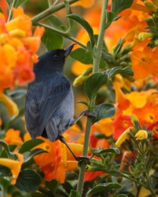 Haczykodziobek śniady - Diglossa plumbea - Slaty Flowerpiercer