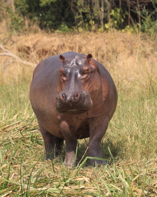 Hipopotam - Hippopotamus amphibius - Common hippopotamus