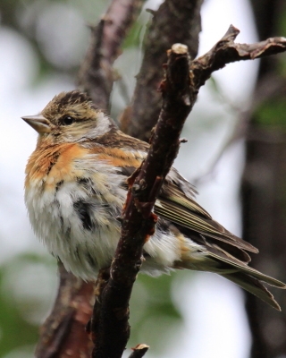 Jer - Fringilla montifringilla - Brambling