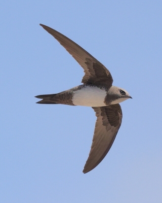 Jerzykowate - Apodidae -  Swifts