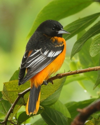 Kacyk północny - Icterus galbula - Baltimore Oriole