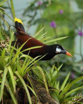 Kacykowiec aztecki - Psarocolius montezuma - Montezuma Oropendola