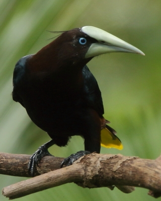 Kacykowiec grubodzioby - Psarocolius wagler - Chestnut-headed Oropendola
