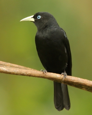 Kacykowiec szkarłatnorzytny - Cacicus uropygialis - Scarlet-rumped Cacique