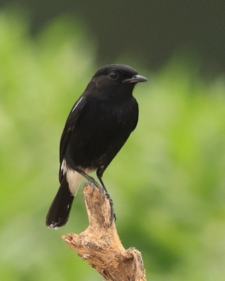 Kląskawka czarna - Saxicola caprata - Pied Bush Chat