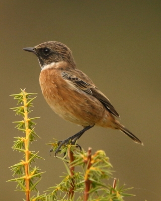 Kląskawka - Saxicola rubicola - European Stonechat