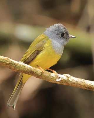 Komarówka szarogłowa - Culicicapa ceylonensis - Grey-headed Canary-flycatche