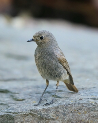 Kopciuszek - Phoenicurus ochruros - Black Redstart