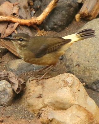 Koronówka płowa - Myiothlypis fulvicaud - Buff-rumped Warbler