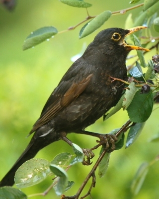 Kos - Turdus merula - Common Blackbird
