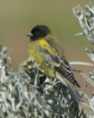 Kulczyk czarnogłowy - Serinus nigriceps - Ethiopian Siskin