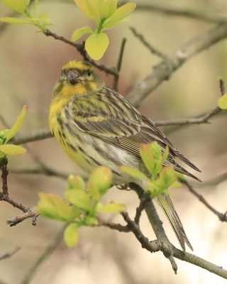 Kulczyk zwyczajny - Serinus serinus - European Serin