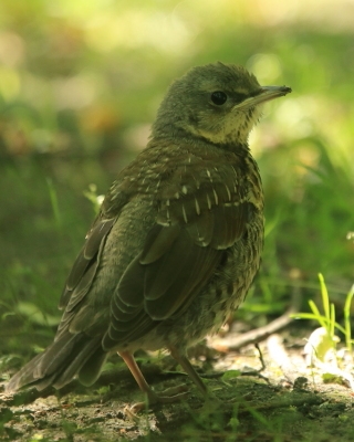 Kwiczoł - Turdus pilaris - Fieldfare