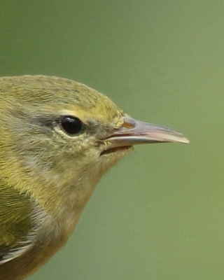 Lasówka oliwkowa - Leiothlypis peregrina - Tennessee Warbler