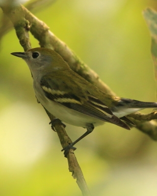 Lasówka rdzawoboczna - Setophaga pensylvanica - Chestnut-sided Warbler