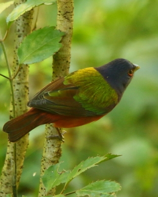 Łuszczyk wielobarwny - Passerina ciris - Painted Bunting