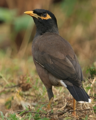 Majna brunatna - Acridotheres tristis - Common Myna