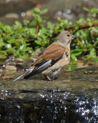 Makolągwa - Carduelis cannabina - Common Linnet