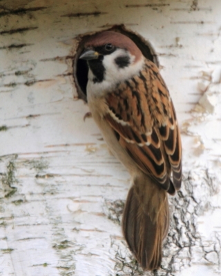 Mazurek - Passer montanus - Eurasian Tree Sparrowh