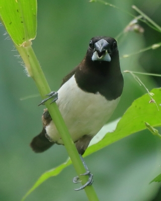 Mniszka białorzytna - Lonchura striata - White-rumped Munia