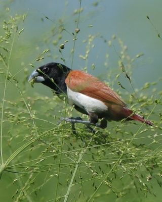 Mniszka kapturowa - Lonchura malacca - Tricoloured Munia