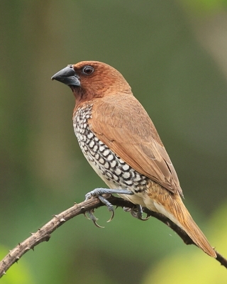 Mniszka muszkatowa - Lonchura punctulata - Scaly-breasted Munia