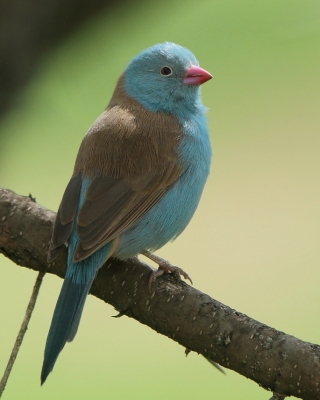 Motylik błękitnogłowy - Uraeginthus cyanocephalus - Blue-capped Cordon-bleu