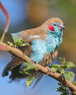 Motylik krasnouchy - Uraeginthus bengalus - Red-cheeked Cordon-bleu