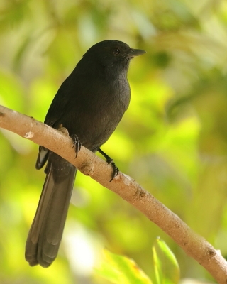 Mucharka czarna - Melaenornis edolioides - Northern Black Flycatcher