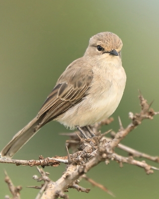 Mucharka szara - Bradornis microrhynchus - African Grey Flycatcher
