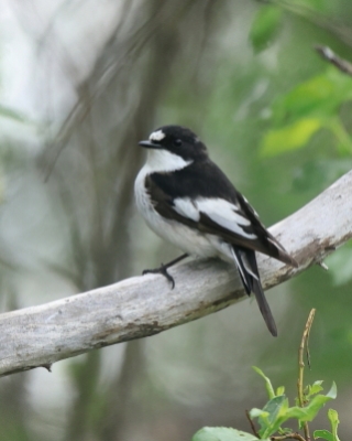 Muchołówka żałobna - Ficedula hypoleuca - Pied Flycatcher
