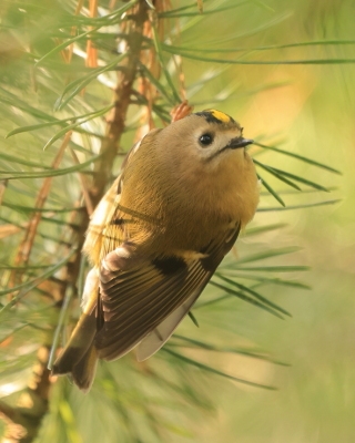 Mysikrólik - Regulus regulus - Goldcrest
