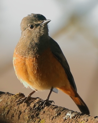 Nagórnik mały - Monticola rufocinereus - Little rock-thrush