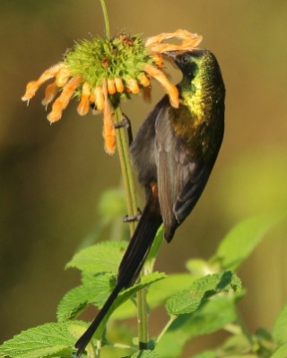 Nektarnik brązowy - Nectarinia kilimensis - Bronzy Sunbird
